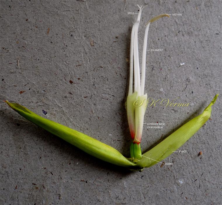  Stamens and Pistil